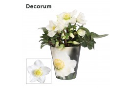 Helleborus niger christmas carol L + potcover Decorum