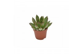 Echeveria agavoides ami-fiesta