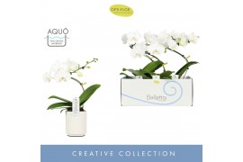 Phalaenopsis balletto wing 1 tak wit molise aquo