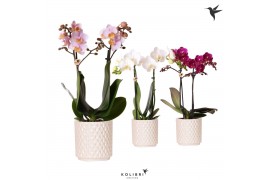 Phalaenopsis mix Kolibri Orchids 2 tak in Diamond Pearl pot travertine