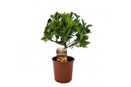 Citrofortunella microcarpa Citrus calamondin