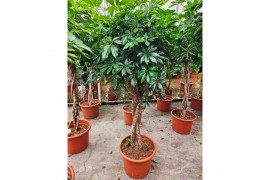 Schefflera arboricola compacta vlechtstam