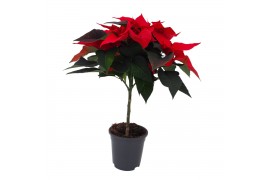 Euphorbia pul. christmas feelings red 7+ Bloem, Stam