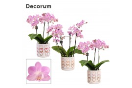 Phalaenopsis multiflora roze Dazzling Cotton Candy 3-4 tak in Estelle 