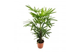 Rhapis excelsa 5 pp