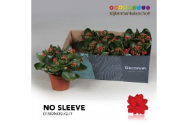 Kalanchoe secret Kalanchoe No Sleeve - Red with glitter 3 pp