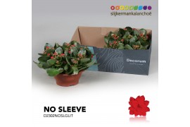 Kalanchoe secret Kalanchoe No Sleeve - Red with glitter 6 pp