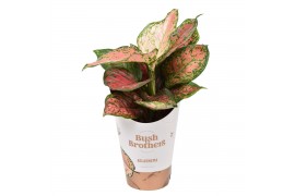 Aglaonema spotted star