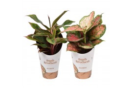 Aglaonema mix spotted star & light star