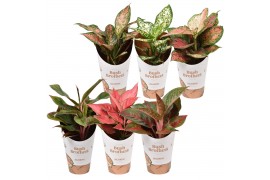 Aglaonema mix star collection