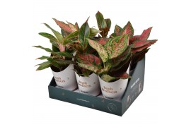 Aglaonema mix star collection in showdoos