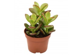 Crassula ovata minor