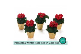 Euphorbia pul. winter rose Gouden Pot