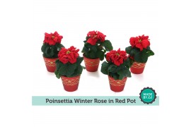 Euphorbia pul. winter rose Rode pot