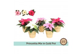 Euphorbia pul. princettia mix Gouden Pot