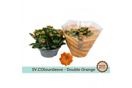 Kalanchoe rosalina oranje in sv.colours hoes