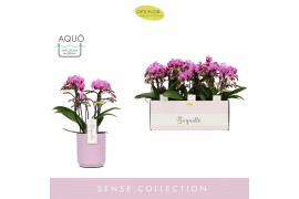 Phalaenopsis multiflora paars 3-5 tak boquetto delight in lilac molise