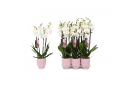 Phalaenopsis anthura madrid 4 tak - 25+ bloemen roze keramiek