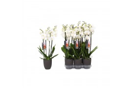 Phalaenopsis anthura madrid 4 tak - 25+ bloemen antraciet keramiek