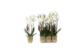 Phalaenopsis anthura madrid 4 tak - 25+ bloemen goud keramiek