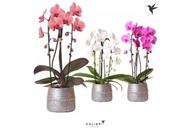 Phalaenopsis elegant cascade Kolibri Orchids Niagara fall mix 2 tak in