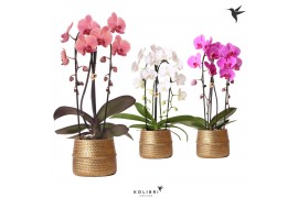 Phalaenopsis elegant cascade Kolibri Orchids Niagara fall mix 2 tak in