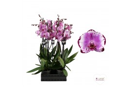 Phalaenopsis brother you 2 tak - 65/70cm