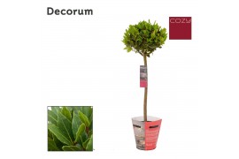 Laurus nobilis Laurus nobilis Bol op stam Cozy 5000 gram 30 cm diamete