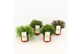 Rhipsalis mix