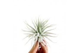 Tillandsia Tillandsia ionantha snow 1 bl.