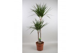 Dracaena marginata 2pp - 60-30