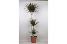 Dracaena marg. magenta 3pp - 60-30-15