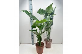 Alocasia cucullata Alocasia Cucullata - hoogte 100-110 cm. 2 pp