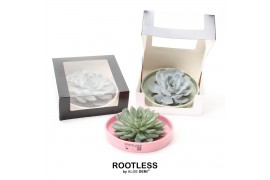 Arrangementen succulenten rootless echeveria mix in octopus bowl in bl