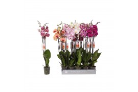 Phalaenopsis mix 2 tak - 18+ bloemen