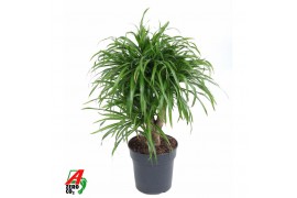 Dracaena reflexa anita variegata vertakt