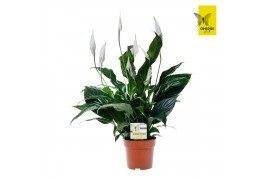 Spathiphyllum Sweet Curiosa 7+ bloem - Zonder hoes + Concorde etiket