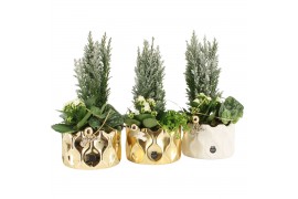 Arrangementen kamerplanten 61629: X-mas