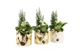 Arrangementen kamerplanten 61619: X-mas