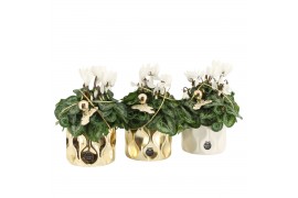 Arrangementen kamerplanten 61625: X-mas