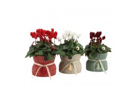 Arrangementen kamerplanten 61562: X-mas