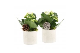 Arrangementen kamerplanten 61688: X-mas