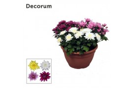 Chrysanthemum ind. chrystal mix Chrysanne Grandezza schaal Carnaval L 