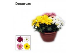 Chrysanthemum ind. breeze mix Chrysanne Margarita schaal Carnaval L De