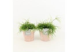 Rhipsalis in terracotta