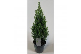 Picea glauca perfecta patent