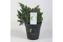 Juniperus squamata blue star