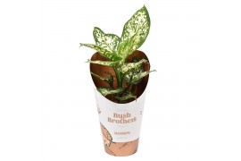 Aglaonema white star