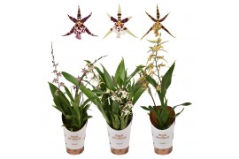 Oncidium titanium treasure mix 2 tak