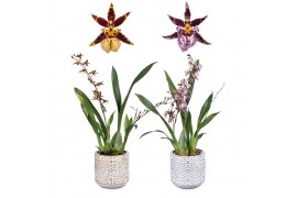 Oncidium titanium treasure mix 2 tak in stenen pot